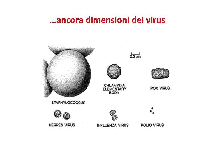 …ancora dimensioni dei virus 