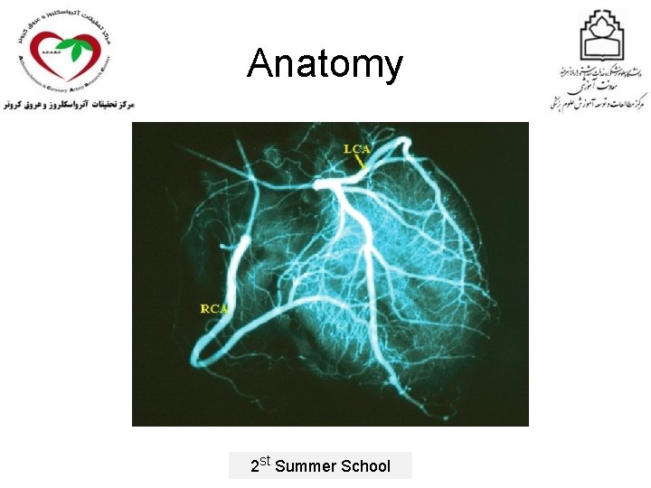 Anatomy 2 st Summer School 