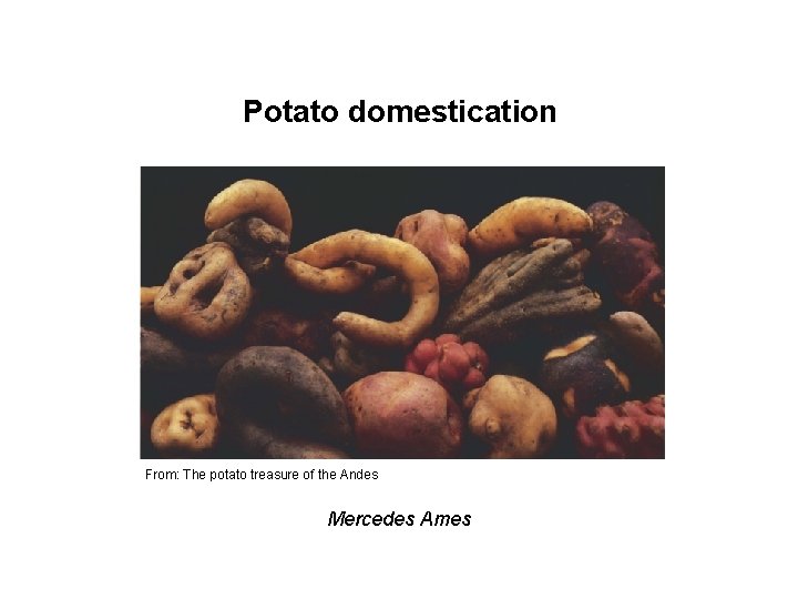 Potato domestication From: The potato treasure of the Andes Mercedes Ames 