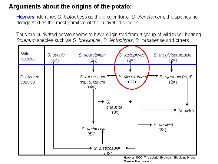 Arguments about the origins of the potato: Hawkes identifies S. leptophyes as the progenitor