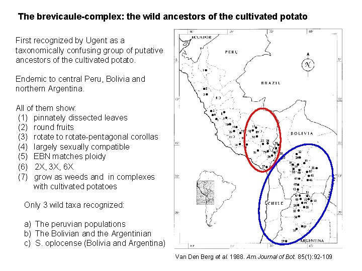 The brevicaule-complex: the wild ancestors of the cultivated potato First recognized by Ugent as