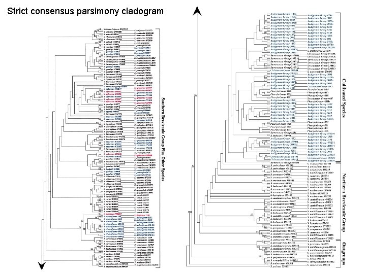 Strict consensus parsimony cladogram 