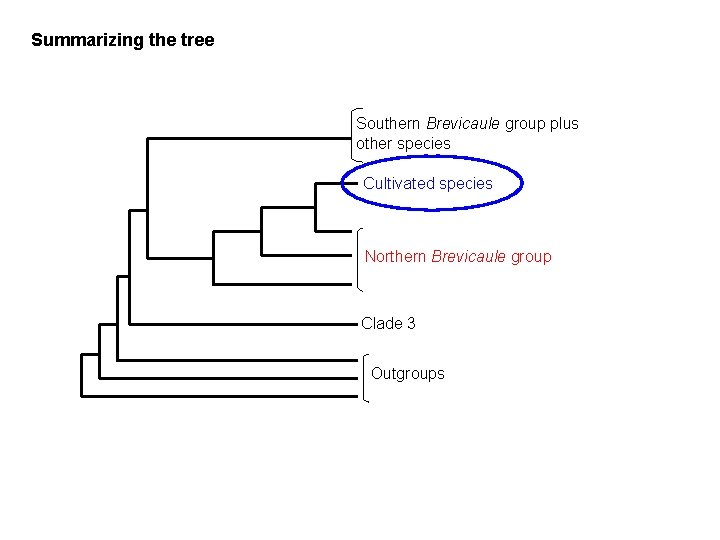 Summarizing the tree Southern Brevicaule group plus other species Cultivated species Northern Brevicaule group