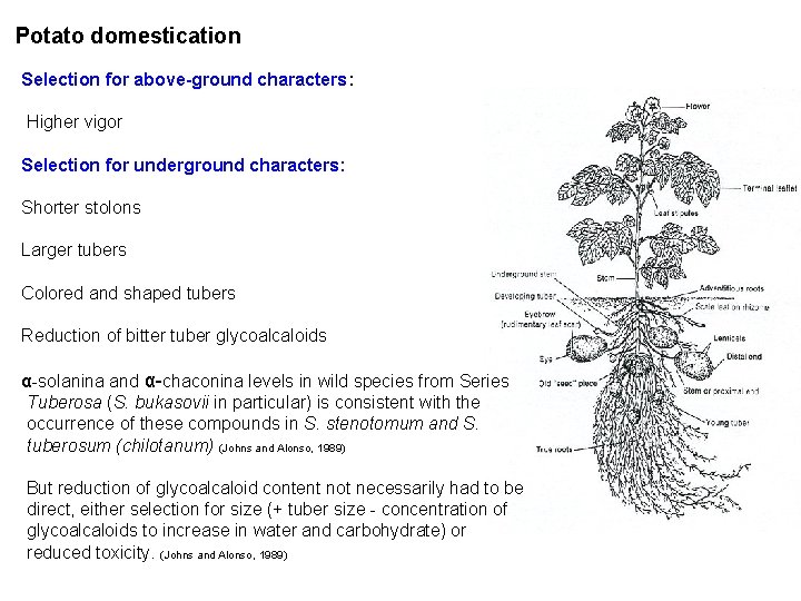 Potato domestication Selection for above-ground characters: Higher vigor Selection for underground characters: Shorter stolons