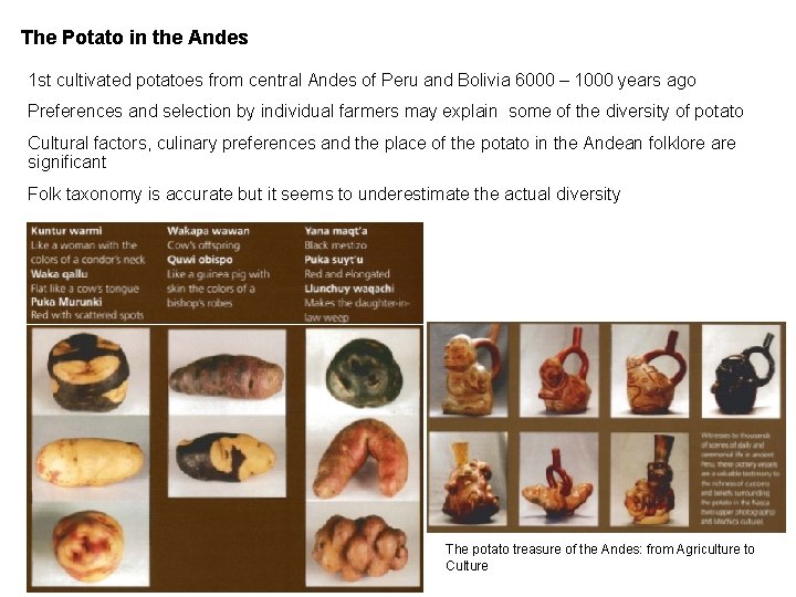 The Potato in the Andes 1 st cultivated potatoes from central Andes of Peru