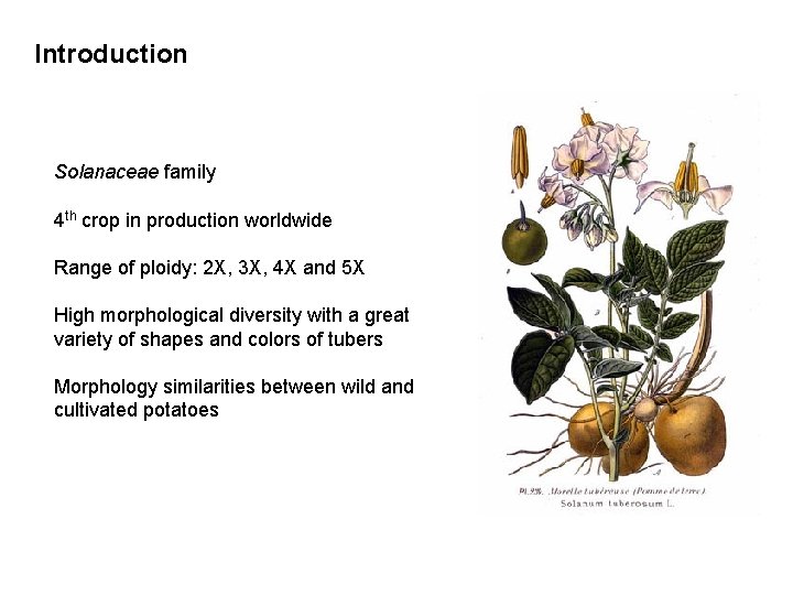 Introduction Solanaceae family 4 th crop in production worldwide Range of ploidy: 2 X,