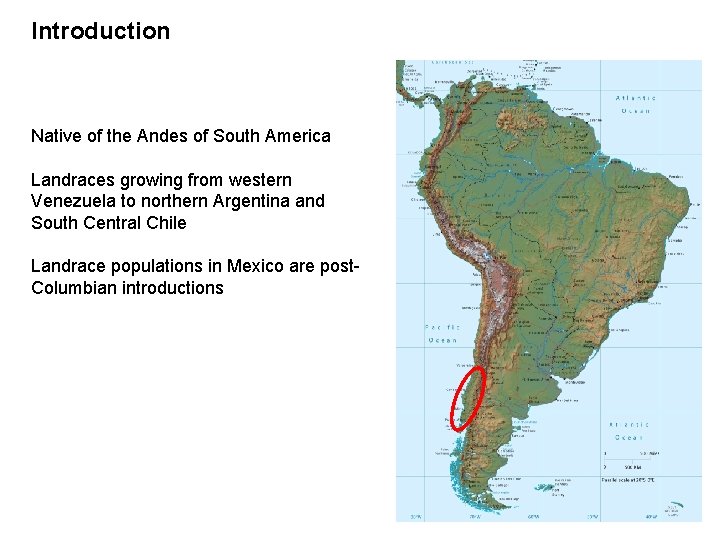 Introduction Native of the Andes of South America Landraces growing from western Venezuela to