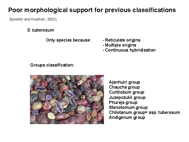 Poor morphological support for previous classifications Spooner and Huaman, 2002) S. tuberosum Only species