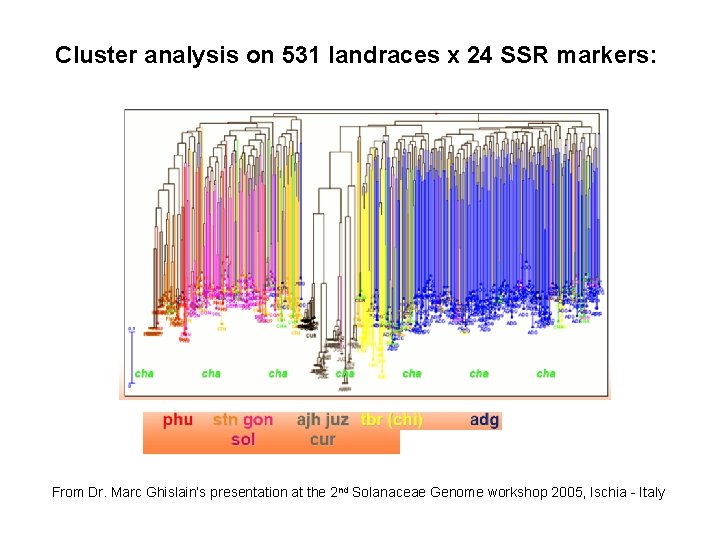 Cluster analysis on 531 landraces x 24 SSR markers: From Dr. Marc Ghislain’s presentation