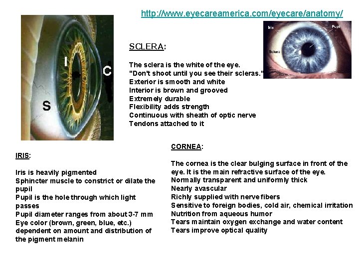 http: //www. eyecareamerica. com/eyecare/anatomy/ SCLERA: The sclera is the white of the eye. "Don't