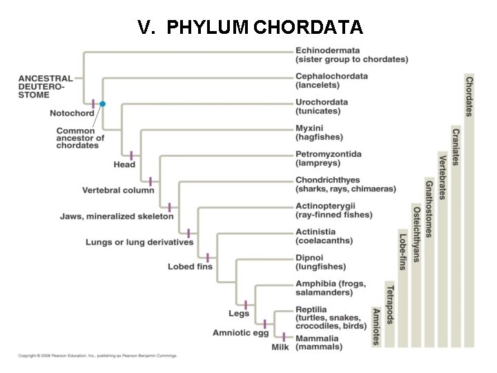 V. PHYLUM CHORDATA 