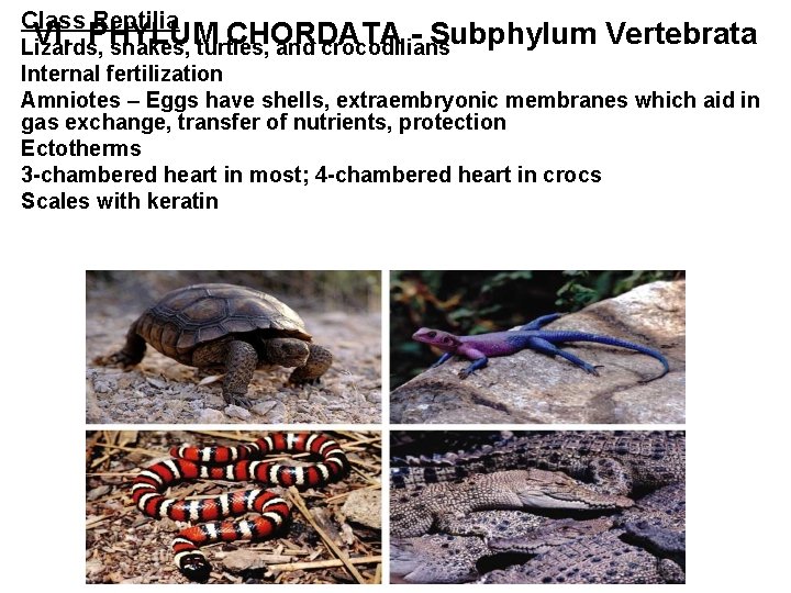 Class Reptilia VI. PHYLUM CHORDATA - Subphylum Vertebrata Lizards, snakes, turtles, and crocodilians Internal