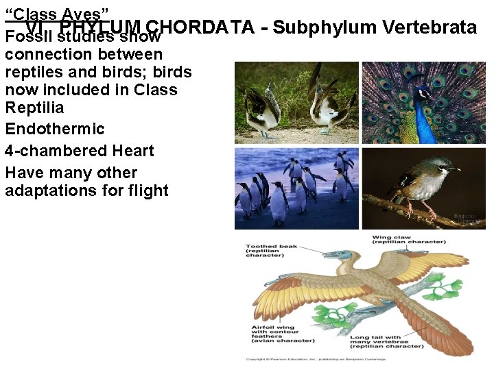 “Class Aves” VI. studies PHYLUM CHORDATA - Subphylum Vertebrata Fossil show connection between reptiles