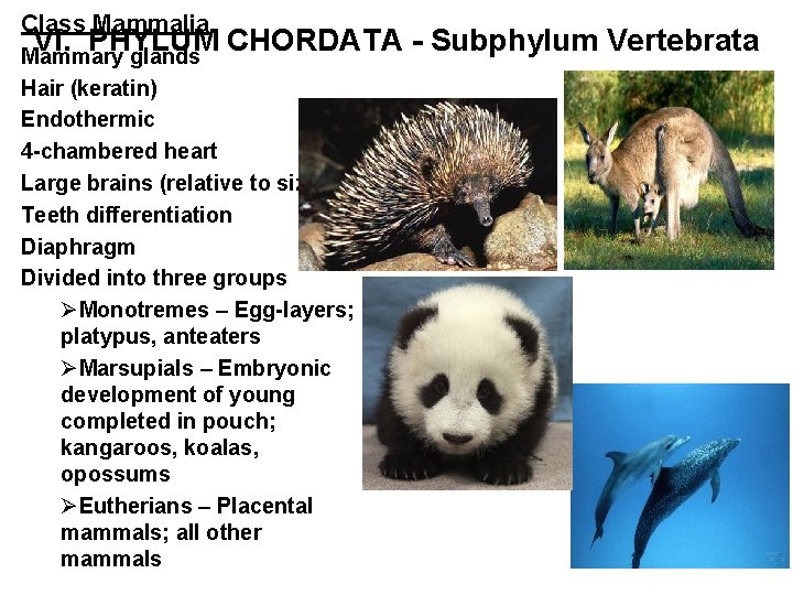 Class Mammalia VI. PHYLUM CHORDATA - Subphylum Vertebrata Mammary glands Hair (keratin) Endothermic 4