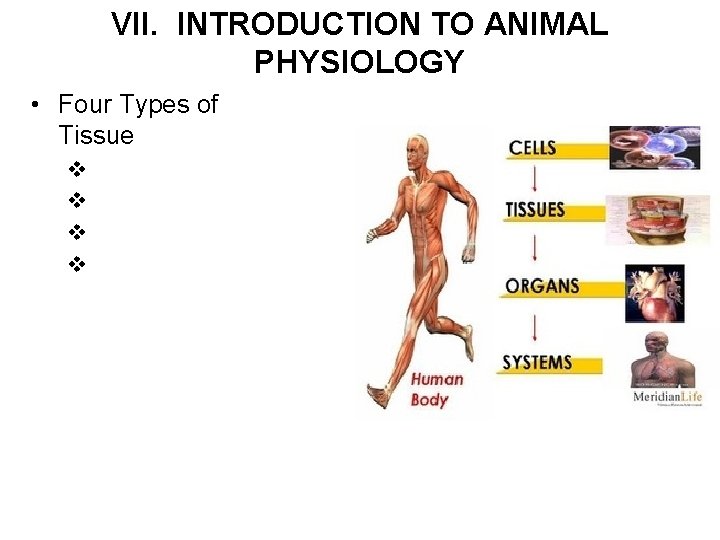 VII. INTRODUCTION TO ANIMAL PHYSIOLOGY • Four Types of Tissue v v 