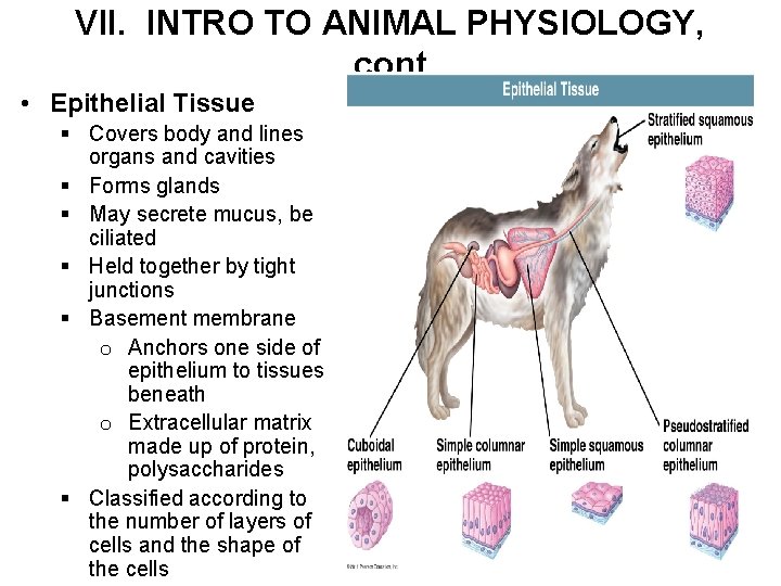 VII. INTRO TO ANIMAL PHYSIOLOGY, cont • Epithelial Tissue § Covers body and lines