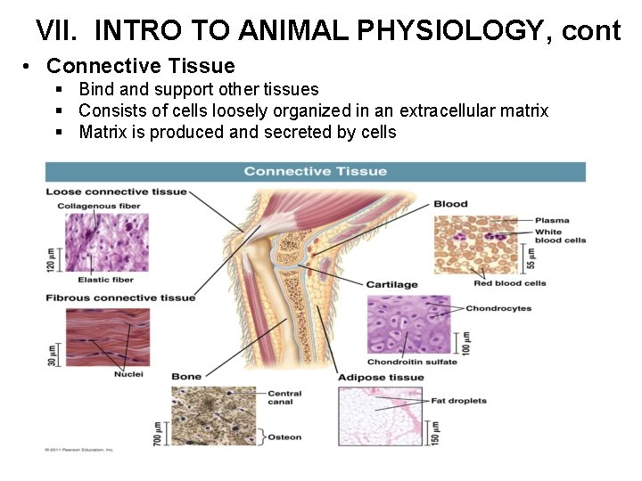 VII. INTRO TO ANIMAL PHYSIOLOGY, cont • Connective Tissue § Bind and support other