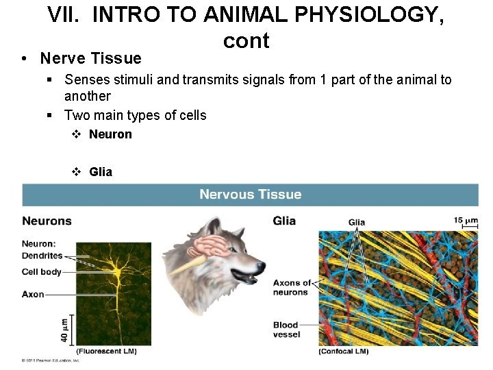 VII. INTRO TO ANIMAL PHYSIOLOGY, cont • Nerve Tissue § Senses stimuli and transmits