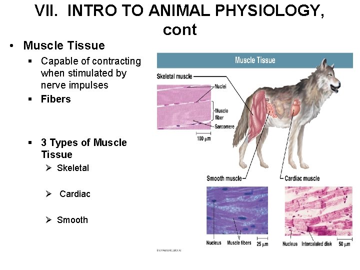 VII. INTRO TO ANIMAL PHYSIOLOGY, cont • Muscle Tissue § Capable of contracting when