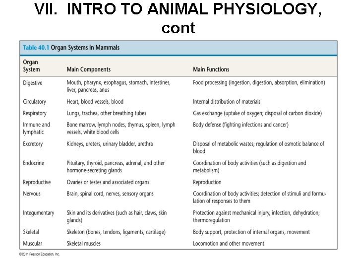 VII. INTRO TO ANIMAL PHYSIOLOGY, cont 