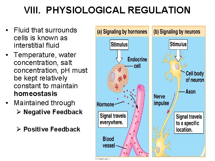 VIII. PHYSIOLOGICAL REGULATION • Fluid that surrounds cells is known as interstitial fluid •