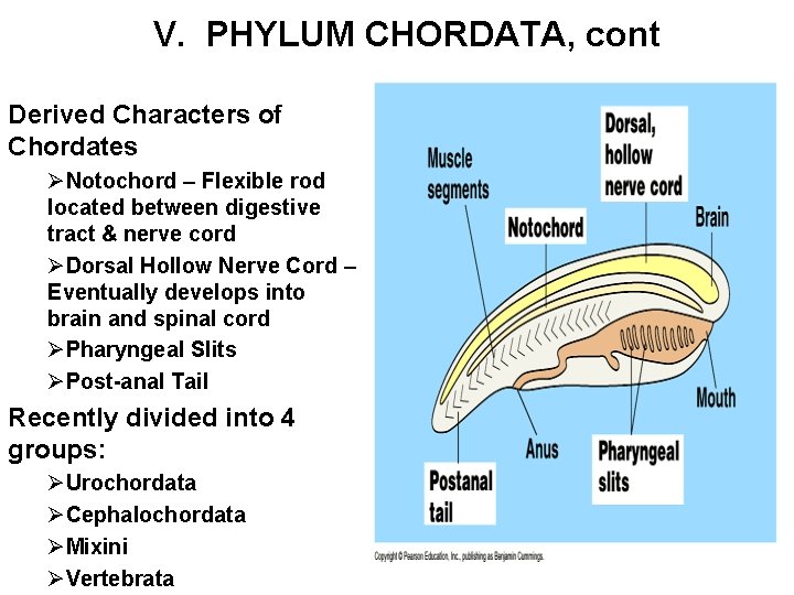 V. PHYLUM CHORDATA, cont Derived Characters of Chordates ØNotochord – Flexible rod located between