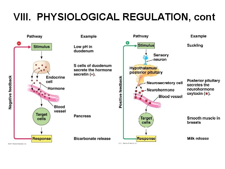 VIII. PHYSIOLOGICAL REGULATION, cont 