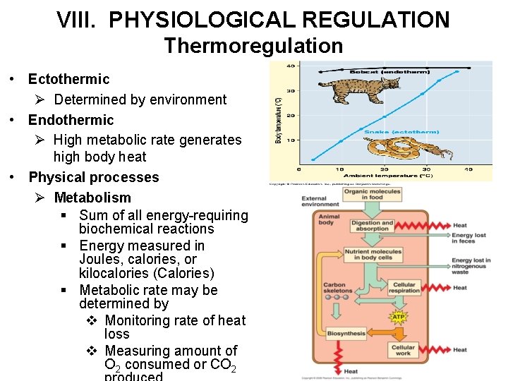 VIII. PHYSIOLOGICAL REGULATION Thermoregulation • Ectothermic Ø Determined by environment • Endothermic Ø High