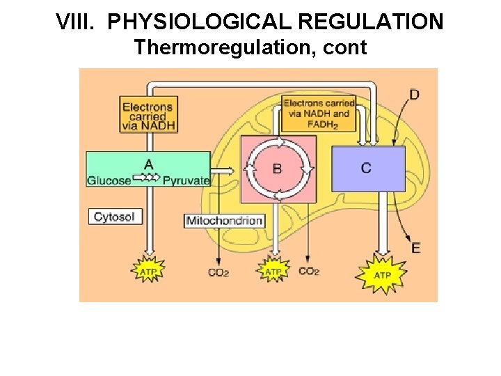 VIII. PHYSIOLOGICAL REGULATION Thermoregulation, cont 