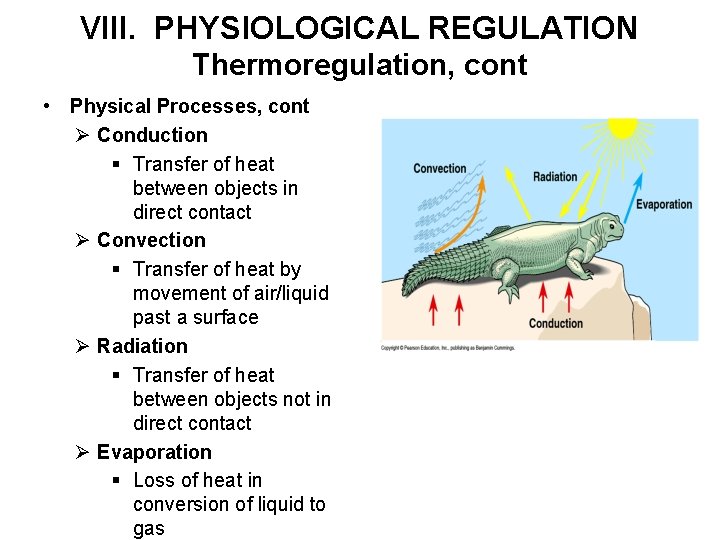 VIII. PHYSIOLOGICAL REGULATION Thermoregulation, cont • Physical Processes, cont Ø Conduction § Transfer of