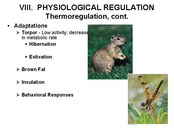 VIII. PHYSIOLOGICAL REGULATION Thermoregulation, cont. • Adaptations Ø Torpor - Low activity; decrease in