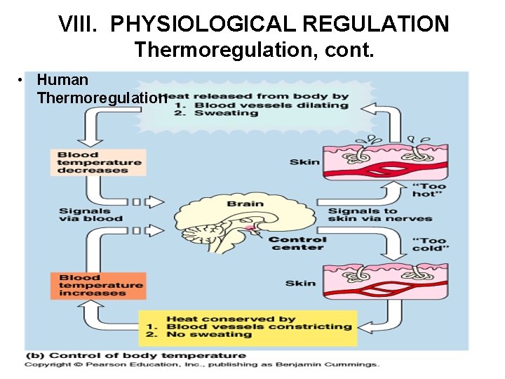 VIII. PHYSIOLOGICAL REGULATION Thermoregulation, cont. • Human Thermoregulation 