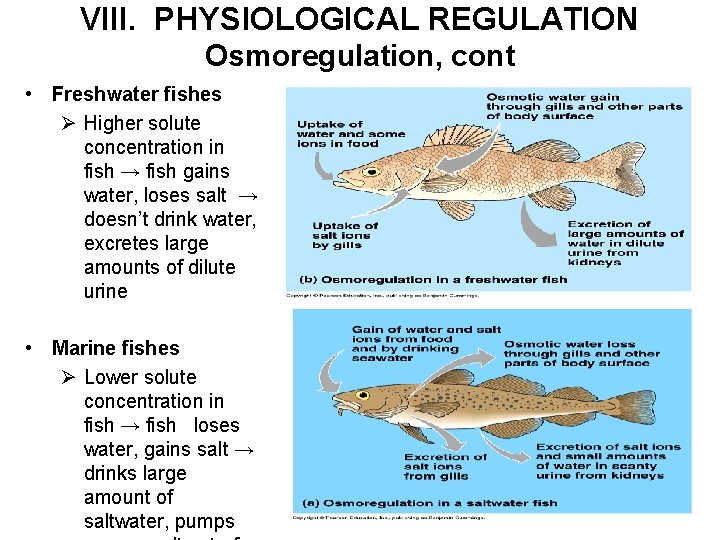 VIII. PHYSIOLOGICAL REGULATION Osmoregulation, cont • Freshwater fishes Ø Higher solute concentration in fish