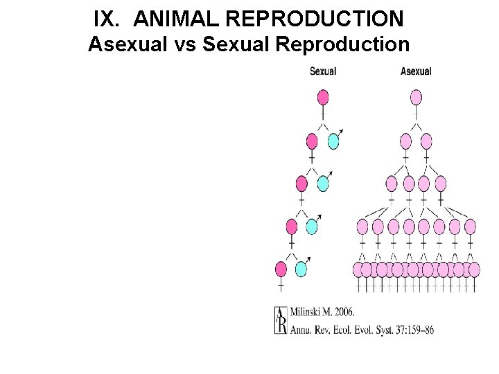 IX. ANIMAL REPRODUCTION Asexual vs Sexual Reproduction 