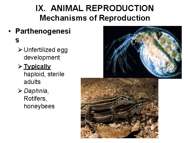 IX. ANIMAL REPRODUCTION Mechanisms of Reproduction • Parthenogenesi s Ø Unfertilized egg development Ø