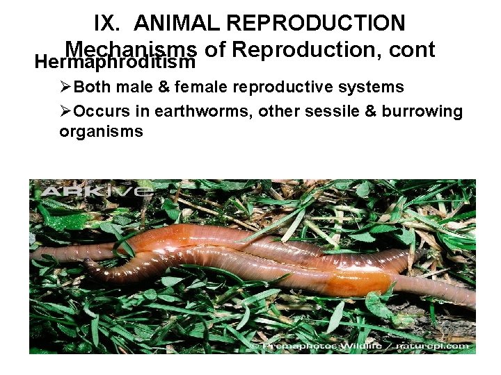 IX. ANIMAL REPRODUCTION Mechanisms of Reproduction, cont Hermaphroditism ØBoth male & female reproductive systems