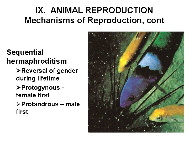 IX. ANIMAL REPRODUCTION Mechanisms of Reproduction, cont Sequential hermaphroditism ØReversal of gender during lifetime