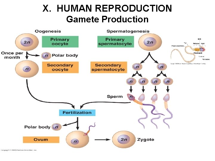 X. HUMAN REPRODUCTION Gamete Production 