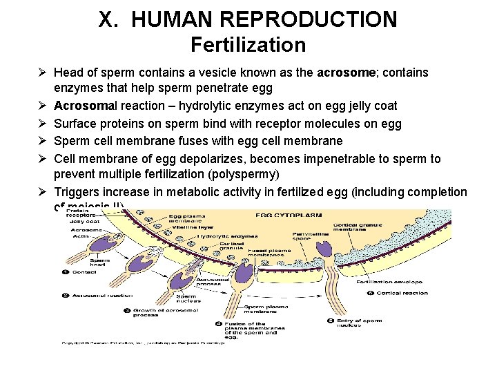 X. HUMAN REPRODUCTION Fertilization Ø Head of sperm contains a vesicle known as the