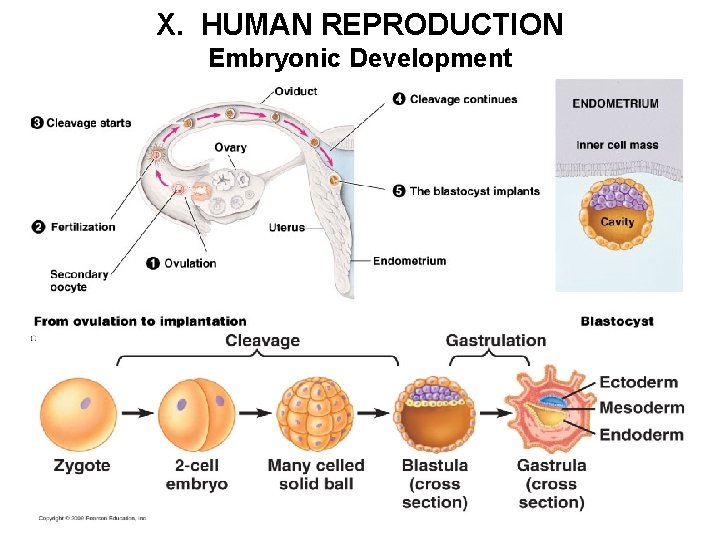 X. HUMAN REPRODUCTION Embryonic Development 