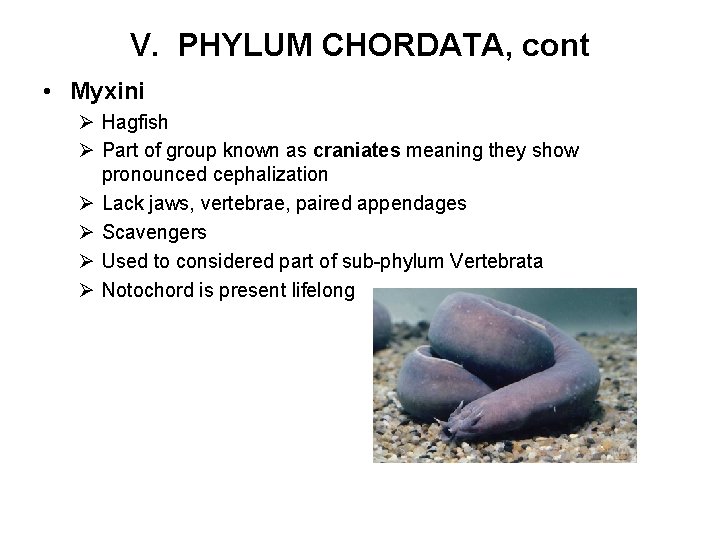 V. PHYLUM CHORDATA, cont • Myxini Ø Hagfish Ø Part of group known as