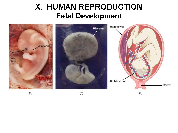 X. HUMAN REPRODUCTION Fetal Development 