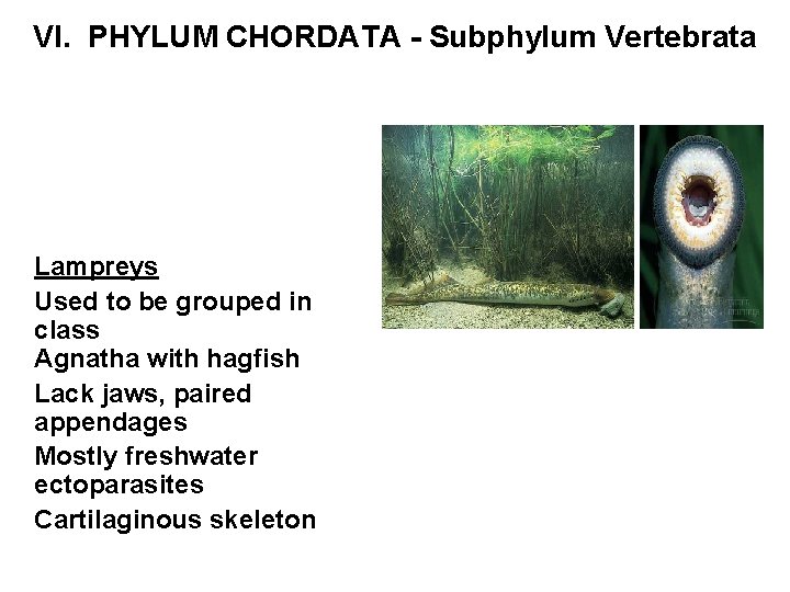 VI. PHYLUM CHORDATA - Subphylum Vertebrata Lampreys Used to be grouped in class Agnatha