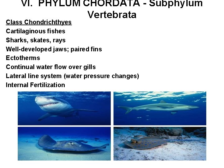 VI. PHYLUM CHORDATA - Subphylum Vertebrata Class Chondrichthyes Cartilaginous fishes Sharks, skates, rays Well-developed