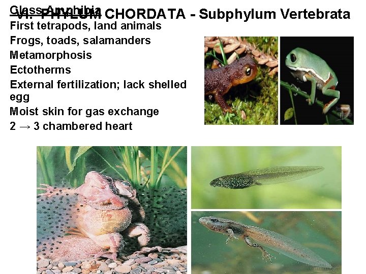 Class Amphibia CHORDATA - Subphylum Vertebrata VI. PHYLUM First tetrapods, land animals Frogs, toads,