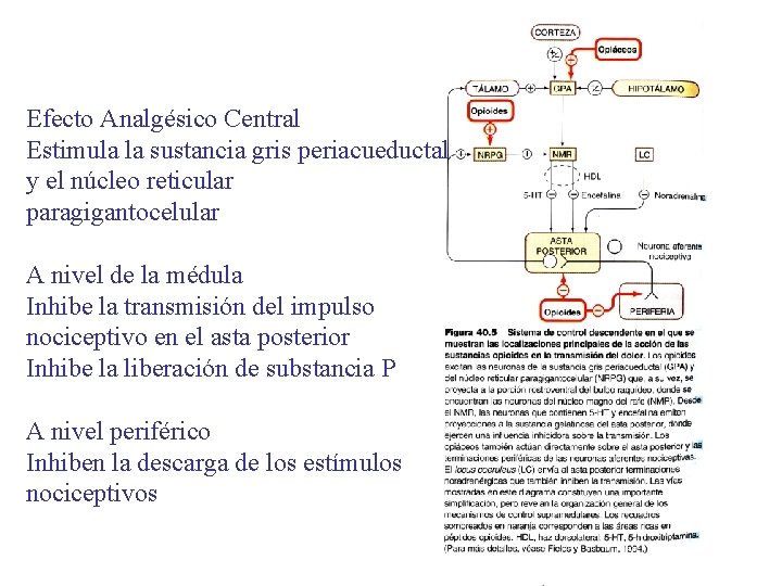 Efecto Analgésico Central Estimula la sustancia gris periacueductal y el núcleo reticular paragigantocelular A Efecto Analgésico Central Estimula la sustancia gris periacueductal y el núcleo reticular paragigantocelular A
