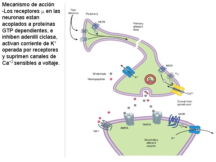 Mecanismo de acción -Los receptores en las neuronas estan acoplados a proteínas GTP dependientes,