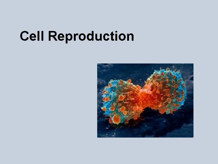 Cell Reproduction 