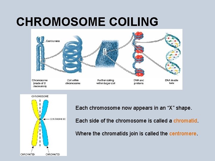 CHROMOSOME COILING Each chromosome now appears in an “X” shape. Each side of the
