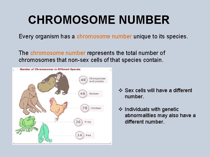 CHROMOSOME NUMBER Every organism has a chromosome number unique to its species. The chromosome